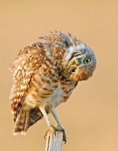Burrowing Owl on a fece post
