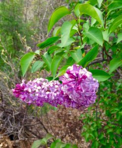 Lilac bush in the canyon.