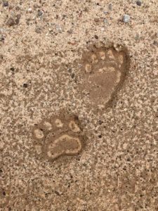 Bear tracks make the night before in the rain