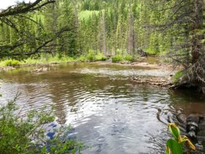 Beaver pond on the North Fork Trail