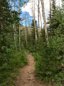 Getting into the Aspens on Swift Creek Trail