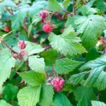 Raspberries on Swift Creek Trail