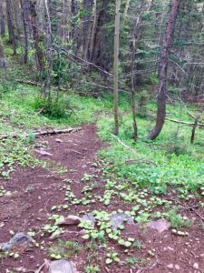 Unmarked trail that goes east from the North Fork Trail