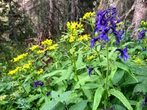 Wildflowers along the trail