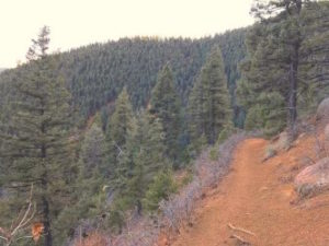 Southern part of the loop trail is gently graded