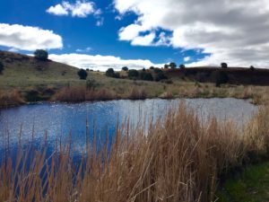 East Carrizo Creek, Sikes Ranch State Wildlife Area