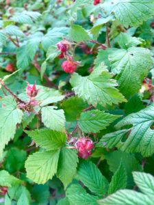 Raspberries on Swift Creek Trail