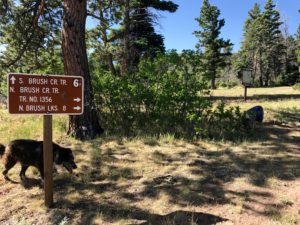 Campsite on Rainbow Trail at N. Brush Trail